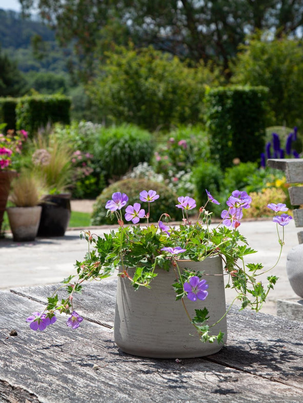 The Patt grey plant with purple flowering Geranium Rozanne.